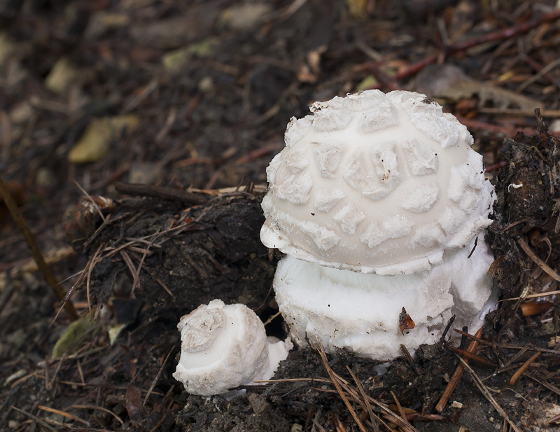 Amanita strobiliformis